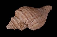 藏品(峨螺)的圖片